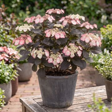 Hydrangea serrata Choco White - Mountain Hydrangea