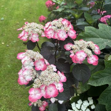 Hydrangea serrata Choco White - Mountain Hydrangea