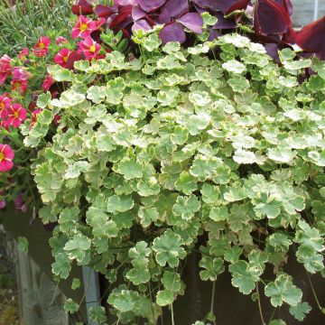 Hydrocotyle sibthorpioides Variegata - Variegated Marsh Pennywort