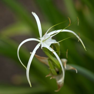 Hymenocallis harrisiana  - Lis araignée mexicain, Narcisse du Pérou, Ismène