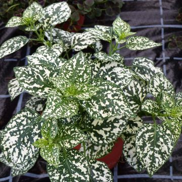 Hypoestes phyllostachya Hippo White - Polka Dot Plant