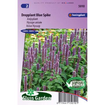 Hysope anisée Blue Spike - Agastache foeniculum Hysope anisée Blue Spike - Agastache foeniculum