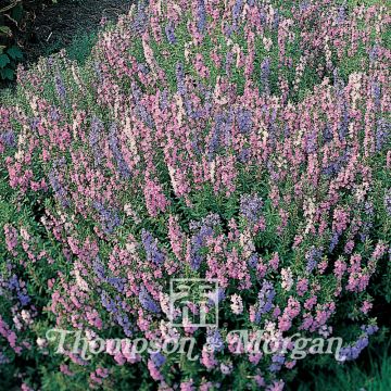 Hyssop Tricolour Mixed seeds - Hyssopus officinalis