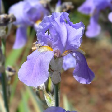 Iris pallida Variegata