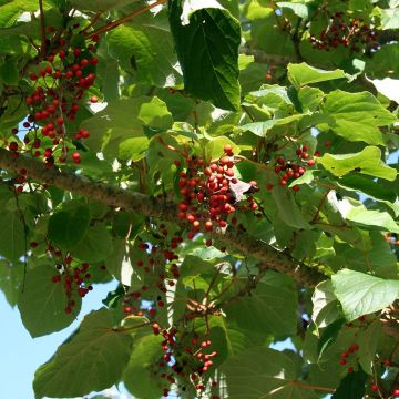 Idesia polycarpa var. vestita