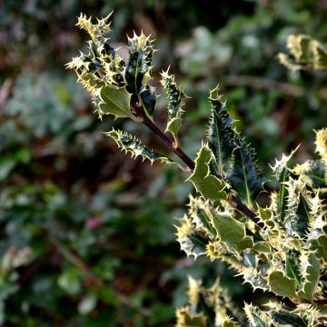 Ilex aquifolium Ferox Argentea - Common Holly