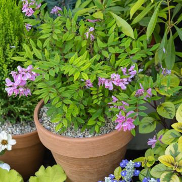 Indigofera heterantha