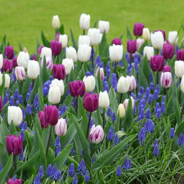 Inspiration collection - Spring Bulbs at Twilight