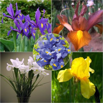 Iris hollandica Mix - Dutch Iris