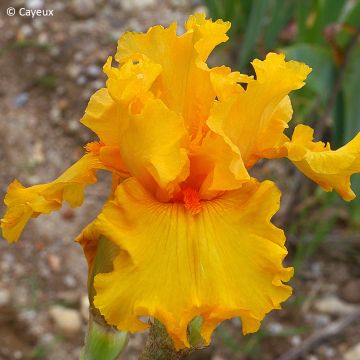 Iris germanica Air d'Été - Tall bearded iris