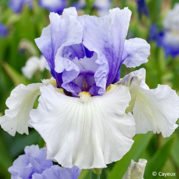 Iris Alpenview - Tall bearded iris