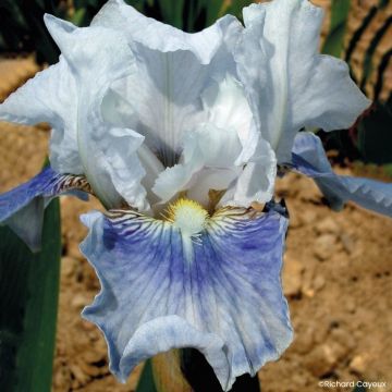 Iris germanica Antarctique - Bearded Iris