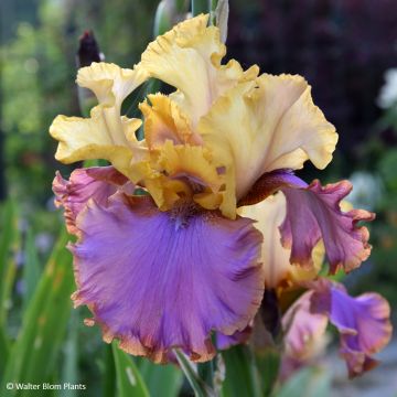 Iris Au Sommet - Tall bearded iris Iris Au Sommet - Tall bearded iris