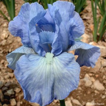 Iris germanica Bel Azur - Bearded Iris