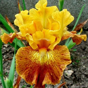 Iris germanica Bistro - Bearded Iris
