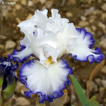 Iris Cartouche - Border bearded iris
