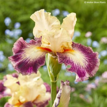Iris Comme un Sourire - Bearded Iris 