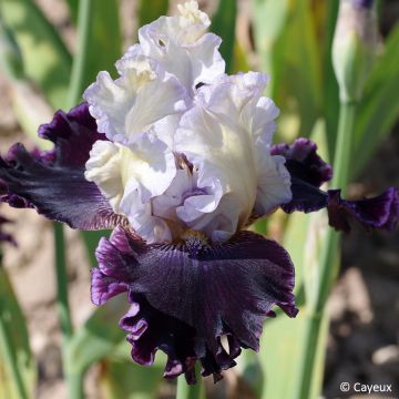 Iris Conspiration - Tall bearded iris