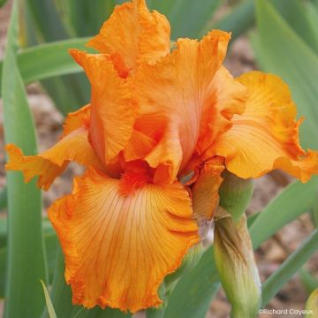 Iris germanica Coup de Soleil - Tall Bearded Iris