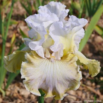 Iris germanica Danseuse d’Asie - Tall Bearded Iris