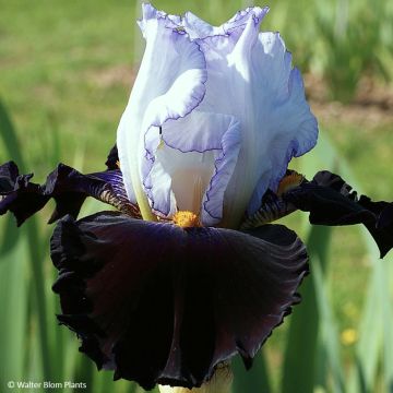 Iris germanica Domino Noir - Tall bearded iris