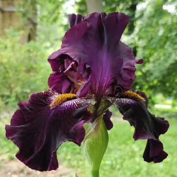 Iris germanica Dracula's Kiss - Iris des jardins, Grand Iris barbu, Iris d'Allemagne Iris germanica Dracula's Kiss - Iris des jardins, Grand Iris barbu, Iris d'Allemagne