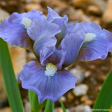 Iris germanica Fib - Dwarf bearded Iris