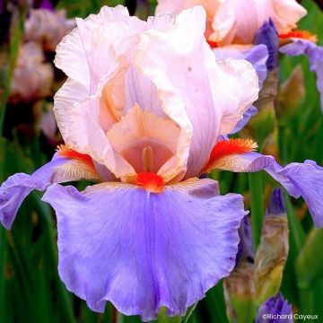 Iris germanica French-Cancan - Tall Bearded Iris