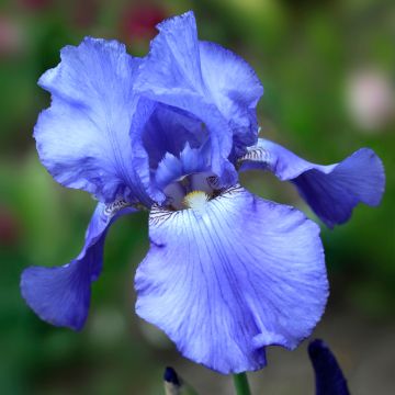 Iris germanica Heure Bleue - Bearded Iris