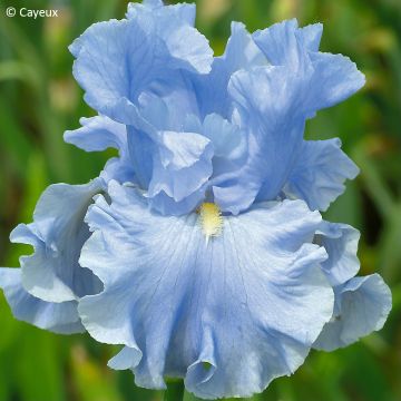 Iris germanica Into the Blue - Iris des jardins, Grand Iris barbu, Iris d'Allemagne