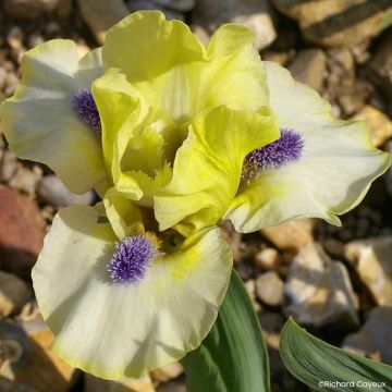 Iris germanica Island Sun - Dwarf bearded Iris