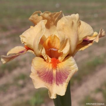 Iris germanica Jive - Bearded Iris