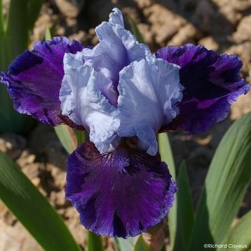 Iris germanica Mariposa Wizard - Bearded Iris