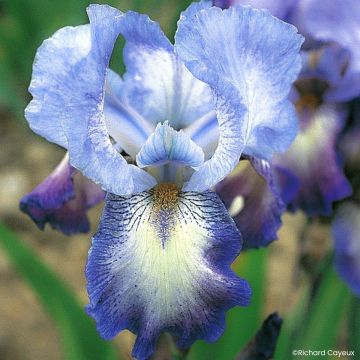 Iris germanica Mistigri - Bearded Iris