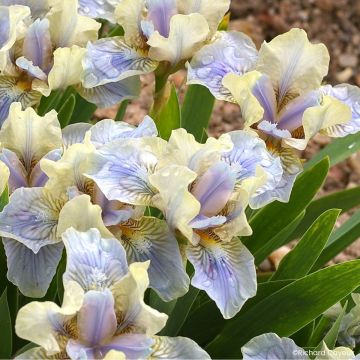 Iris germanica Pastell Ballett - Dwarf bearded Iris