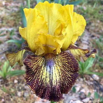 Iris germanica Petit Tigre - Bearded Iris