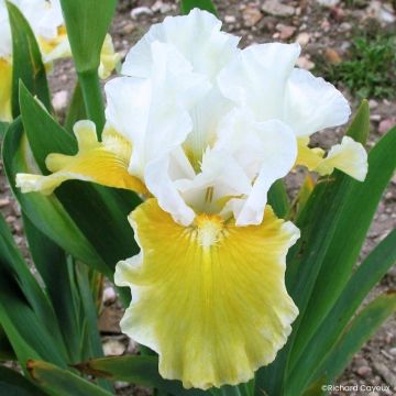 Iris germanica Protocol - Bearded Iris