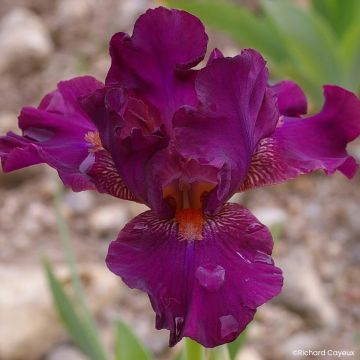 Iris germanica Revved Up Rose - Bearded Iris