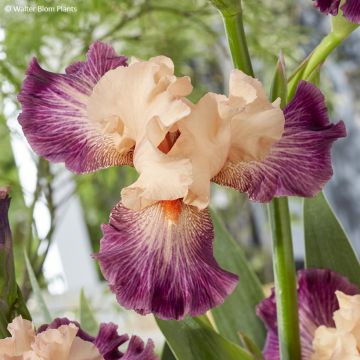 Iris Rose de Perse - Tall bearded iris