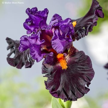 Iris Sharp Dressed Man - Tall bearded iris