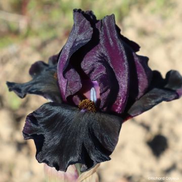 Iris germanica Sinister Desire - Bearded Iris