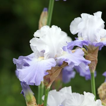 Iris germanica  Skylark's Song - Bearded Iris