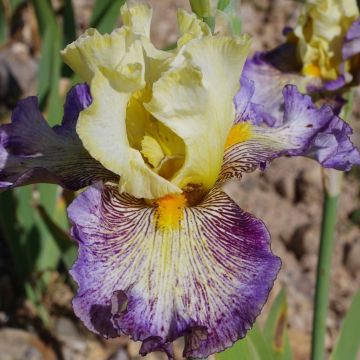 Iris Sorcellerie - Bearded Iris Iris Sorcellerie - Bearded Iris