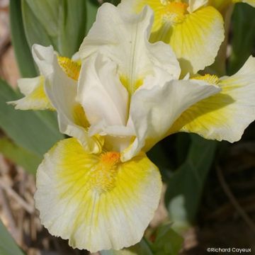 Iris germanica Tingle - Bearded Iris