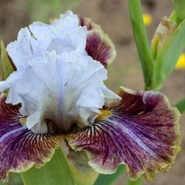 Iris germanica Coloration Végétale - Bearded Iris