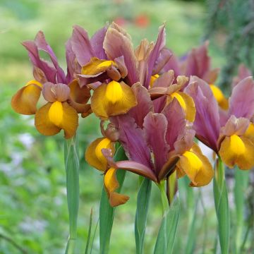 Iris Lion King - Dutch iris