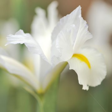 Iris reticulata Louise - Iris transcaucasien Louise, iris réticulé Louise, iris nain Louise