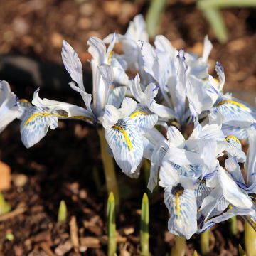 Iris reticulata Polar Ice - Iris transcaucasien, iris réticulé, iris nain