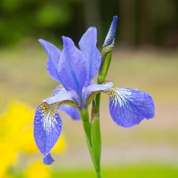 Iris sibirica Blue Moon - Siberian Iris