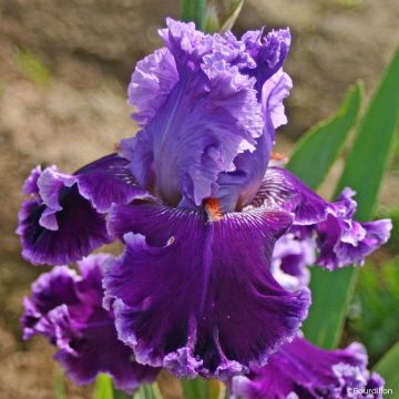 Iris Louisa's Song - Tall bearded iris